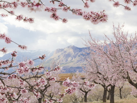 Almond Blossoms Spring copy